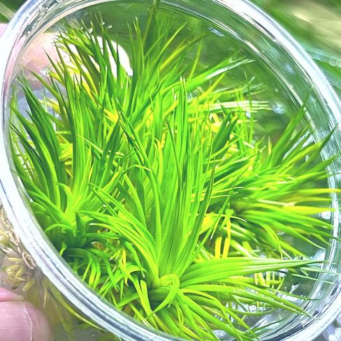 Greenpro | Polaris Eriocaulon Cinerum Tissue Culture Live Aquarium Plants Midground for Fish Tank Decoration in Kuwait