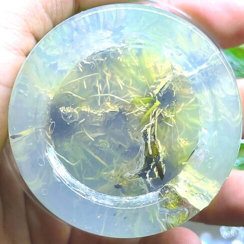 Greenpro | Polaris Eriocaulon Cinerum Tissue Culture Live Aquarium Plants Midground for Fish Tank Decoration in Kuwait