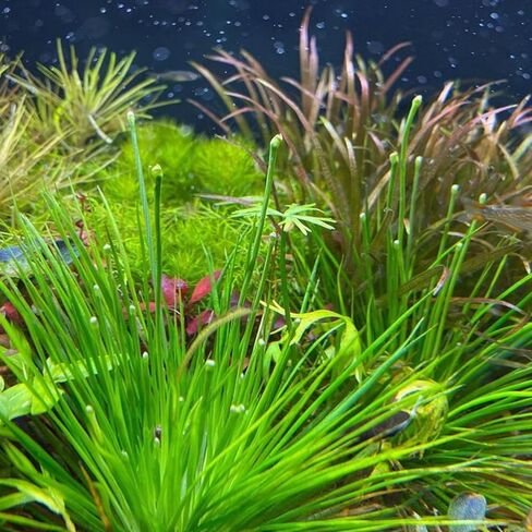 Greenpro | Polaris Eriocaulon Cinerum Tissue Culture Live Aquarium Plants Midground for Fish Tank Decoration in Kuwait