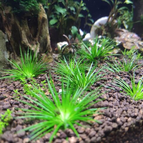 Greenpro | Polaris Eriocaulon Cinerum Tissue Culture Live Aquarium Plants Midground for Fish Tank Decoration in Kuwait