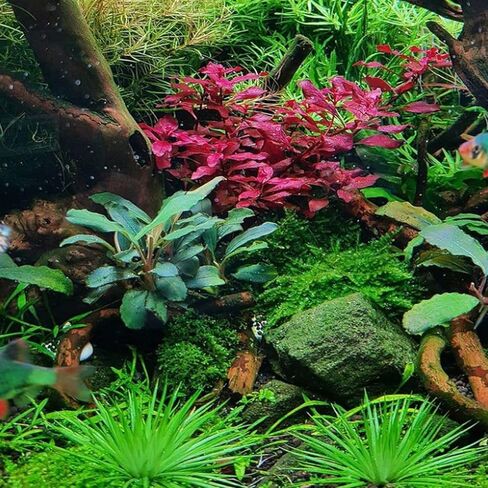 Greenpro | Polaris Eriocaulon Cinerum Tissue Culture Live Aquarium Plants Midground for Fish Tank Decoration in Kuwait