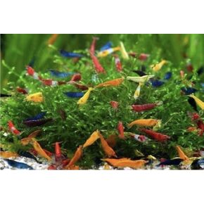 Tropical Fish And Feed 10 Mixed neocaridina Shrimp Skittles Live Freshwater Aquarium Shrimp breeding Age Young Adults 1/2 -1 inch Long Live Arrival Guarantee in Saudi Arabia
