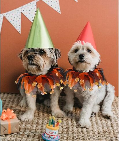 Cat Witch Halloween Costume Suit, Hmxpls Small Dogs & Cats Tutu Collar and Witch Pumpkin Hat Cute Costume Suit Kitten Outfit Clothing for Birthday Party Thanksgiving Christmas Holiday in Saudi Arabia