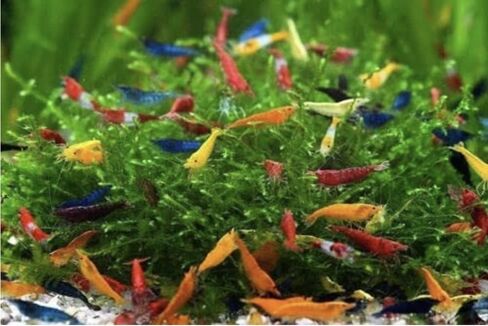 Tropical Fish And Feed 10 Mixed neocaridina Shrimp Skittles Live Freshwater Aquarium Shrimp breeding Age Young Adults 1/2 -1 inch Long Live Arrival Guarantee in Saudi Arabia