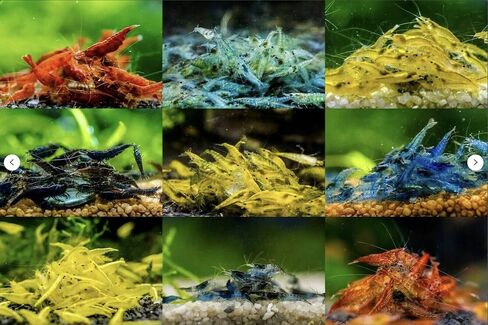 Tropical Fish And Feed 10 Mixed neocaridina Shrimp Skittles Live Freshwater Aquarium Shrimp breeding Age Young Adults 1/2 -1 inch Long Live Arrival Guarantee in Saudi Arabia
