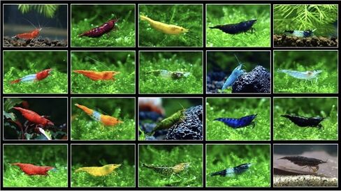 Tropical Fish And Feed 10 Mixed neocaridina Shrimp Skittles Live Freshwater Aquarium Shrimp breeding Age Young Adults 1/2 -1 inch Long Live Arrival Guarantee in Saudi Arabia