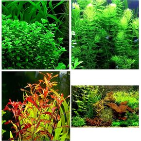 Aquatic Discounts - 3 Different Types of Beginner / Super Easy Live Aquarium Plants - Bacopa + Hornwort + Ludwigia BUY2GET1FREE! in Saudi Arabia