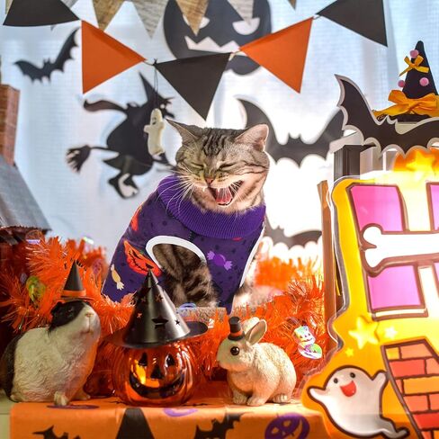 Xuniea 4 Pieces Halloween Cat Surgery Recovery Suit Cat Wound Surgical Suit After Surgery Pajamas for Halloween Cat Costumes(Small) in Kuwait