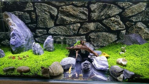 Moss Rock Stone Aquarium Background Poster for Reptile Fish Tank Backdrop Sticker Decorations Selfadhesive (24" x 12"/ 61 x 30cm) in Saudi Arabia