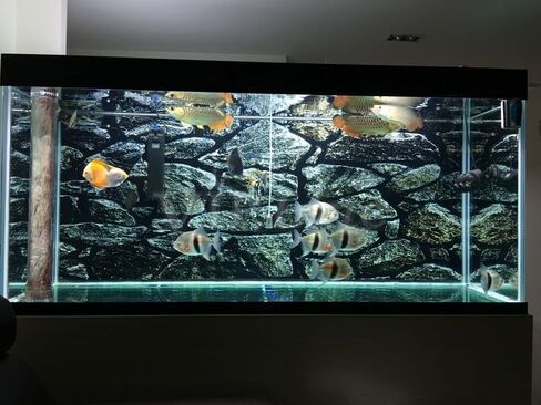Moss Rock Stone Aquarium Background Poster for Reptile Fish Tank Backdrop Sticker Decorations Selfadhesive (24" x 12"/ 61 x 30cm) in Saudi Arabia