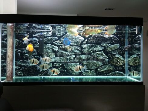 Moss Rock Stone Aquarium Background Poster for Reptile Fish Tank Backdrop Sticker Decorations Selfadhesive (24" x 12"/ 61 x 30cm) in Saudi Arabia