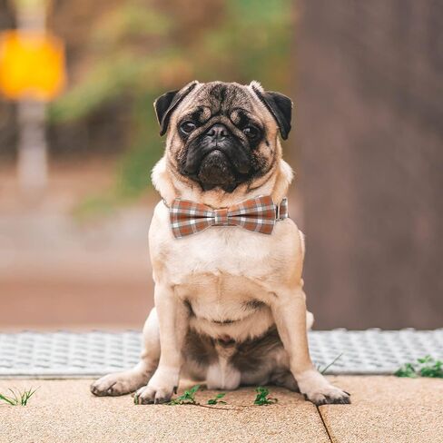 طوق كلب منقوش مع فيونكة، طوق جرو قطني قابل للتعديل، طوق كلب لطيف مع مشبك معدني للكلاب الصغيرة والمتوسطة والكبيرة (برتقالي، XS) in Kuwait