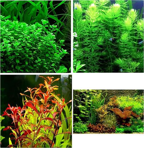 Aquatic Discounts - 3 Different Types of Beginner / Super Easy Live Aquarium Plants - Bacopa + Hornwort + Ludwigia BUY2GET1FREE! in Saudi Arabia