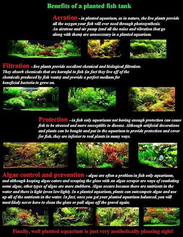 Aquatic Discounts - 3 Different Types of Beginner / Super Easy Live Aquarium Plants - Bacopa + Hornwort + Ludwigia BUY2GET1FREE! in Saudi Arabia