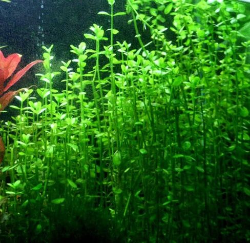 Aquatic Discounts - 3 Different Types of Beginner / Super Easy Live Aquarium Plants - Bacopa + Hornwort + Ludwigia BUY2GET1FREE! in Saudi Arabia