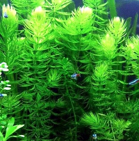 Aquatic Discounts - 3 Different Types of Beginner / Super Easy Live Aquarium Plants - Bacopa + Hornwort + Ludwigia BUY2GET1FREE! in Saudi Arabia