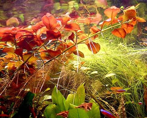 Aquatic Discounts - 3 Different Types of Beginner / Super Easy Live Aquarium Plants - Bacopa + Hornwort + Ludwigia BUY2GET1FREE! in Saudi Arabia