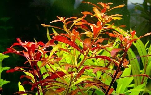 Aquatic Discounts - 3 Different Types of Beginner / Super Easy Live Aquarium Plants - Bacopa + Hornwort + Ludwigia BUY2GET1FREE! in Saudi Arabia