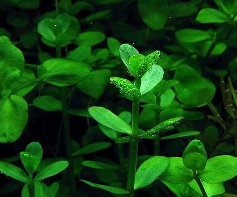 Aquatic Discounts - 3 Different Types of Beginner / Super Easy Live Aquarium Plants - Bacopa + Hornwort + Ludwigia BUY2GET1FREE! in Saudi Arabia