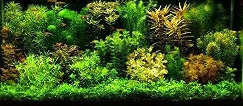 Aquatic Discounts - 3 Different Types of Beginner / Super Easy Live Aquarium Plants - Bacopa + Hornwort + Ludwigia BUY2GET1FREE! in Saudi Arabia
