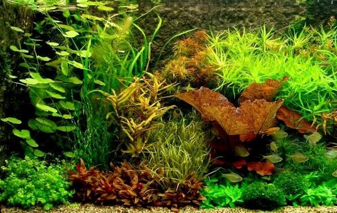 Aquatic Discounts - 3 Different Types of Beginner / Super Easy Live Aquarium Plants - Bacopa + Hornwort + Ludwigia BUY2GET1FREE! in Saudi Arabia