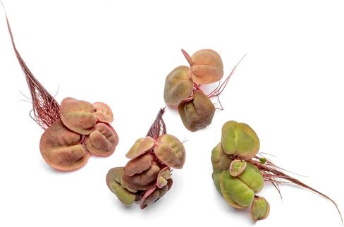 SubstrateSource Red Root Floater Phyllanthus Fluitans - Live Floating Plants for Aquarium, Fish Tanks, Natural Aquatic Decorations and Cover (3-4 Plants) in Kuwait