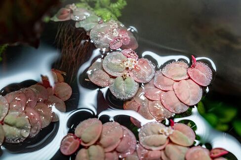 SubstrateSource Red Root Floater Phyllanthus Fluitans - Live Floating Plants for Aquarium, Fish Tanks, Natural Aquatic Decorations and Cover (3-4 Plants) in Kuwait