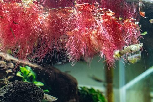 SubstrateSource Red Root Floater Phyllanthus Fluitans - Live Floating Plants for Aquarium, Fish Tanks, Natural Aquatic Decorations and Cover (3-4 Plants) in Kuwait