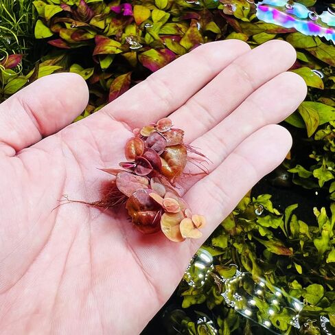 SubstrateSource Red Root Floater Phyllanthus Fluitans - Live Floating Plants for Aquarium, Fish Tanks, Natural Aquatic Decorations and Cover (3-4 Plants) in Kuwait