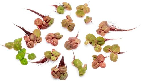 SubstrateSource Red Root Floater Phyllanthus Fluitans - Live Floating Plants for Aquarium, Fish Tanks, Natural Aquatic Decorations and Cover (3-4 Plants) in Kuwait
