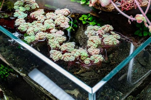 SubstrateSource Red Root Floater Phyllanthus Fluitans - Live Floating Plants for Aquarium, Fish Tanks, Natural Aquatic Decorations and Cover (3-4 Plants) in Kuwait