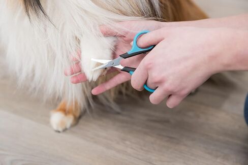 TRIXIE Pet Grooming Scissors, For Dogs and Cats, Pet Face, Nose, Ears, and Paw Hair, Round Tip, 3" ( 8cm) in Saudi Arabia