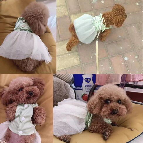 Gittcoll Anelekor فساتين الأميرة الجرو مع D-Ring Girl Dog سترة تنورة تسخير هزلي الزي الصيفي بدون أكمام دانتيل توتو تنورة للقطط الأرنب تيدي يوركي والكلاب الصغيرة الإضافية (صغيرة، خضراء) in Kuwait