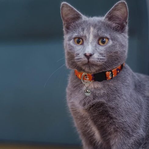 طوق قطة للهالوين قابل للفصل مع جرس وقلادة، اطواق للقطط الصغيرة قابلة للتعديل بابزيم امن، اليقطين شبح اسود وبرتقالي وارجواني، عبوة من 3 قطع in Kuwait