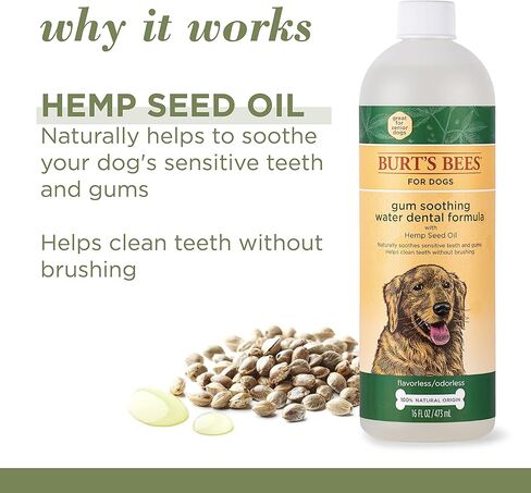 بيرت بيز للعناية بالحيوانات الأليفة + ماء مهدئ لثة الأسنان مع زيت بذور القنب، 16 أونصة سائلة | مادة مضافة للمياه عديمة النكهة والرائحة للعناية بالأسنان، مادة مضافة للمياه للكلاب in Kuwait