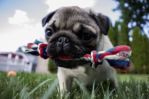 Small Dog and Puppy Knotted Rope Chew Toy - Extra Small Size 6" in Saudi Arabia