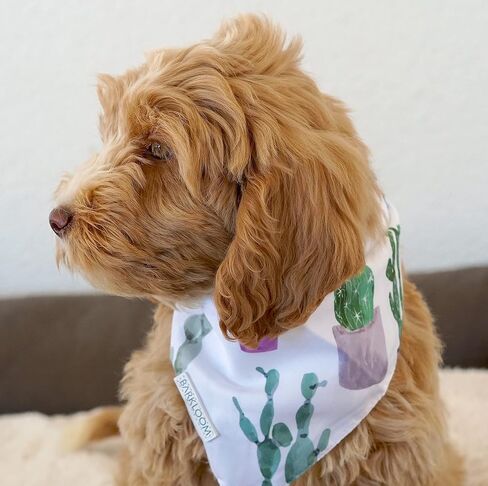BARKLOOM Dog Bandana - Arizona Detour Set - Black & White Dog Outfit with Adventure & Cactus Themes - Elegant Dog Accessories for Your Beloved Pet- Pack of 2 in Saudi Arabia