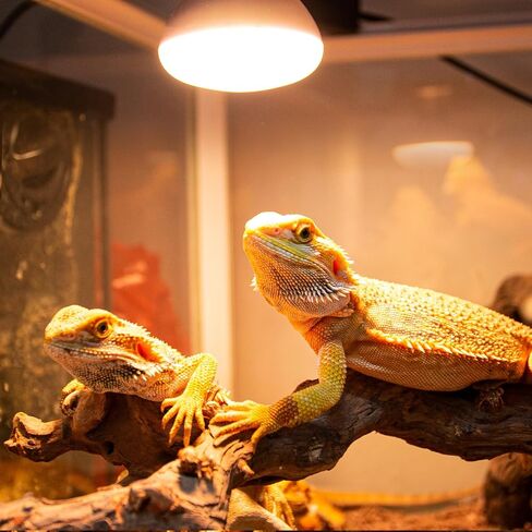 REPTI ZOO Reptile Heat Lamp, 2 Pack 50W Daylight Basking Spot Lamp for Reptiles UVA Daylight Heating Lamp Bulb Basking Light for Bearded Dragon, Tortoise, Geckos, Chicken in Kuwait