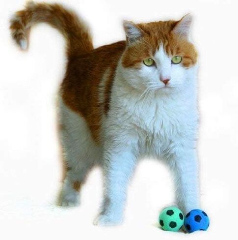 Foam Sponge Soccer Ball Cat Toy Interactive Cat Toys Independent Pet Kitten Cat Exrecise Toy balls for Real Cats Kittens, Soft, Bouncy and Noise Free (8 Pack) in Saudi Arabia