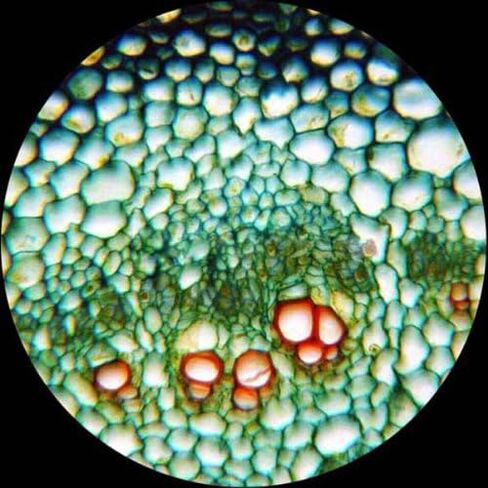AmScope M162C-2L-PB10 40X-1000X Dual Light Glass Lens Metal Frame Student Microscope + Slides in Saudi Arabia