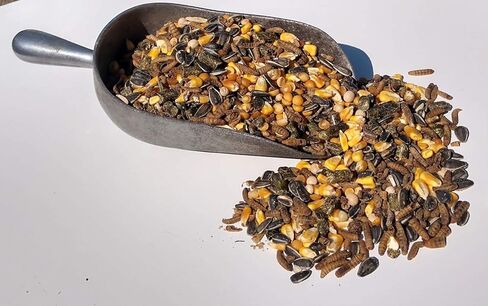 Chicken Feed Treat 10 lbs | USA Produced Grubs (Black Fly Larvae) & Organic Whole Grains in Kuwait