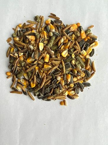 Chicken Feed Treat 10 lbs | USA Produced Grubs (Black Fly Larvae) & Organic Whole Grains in Kuwait