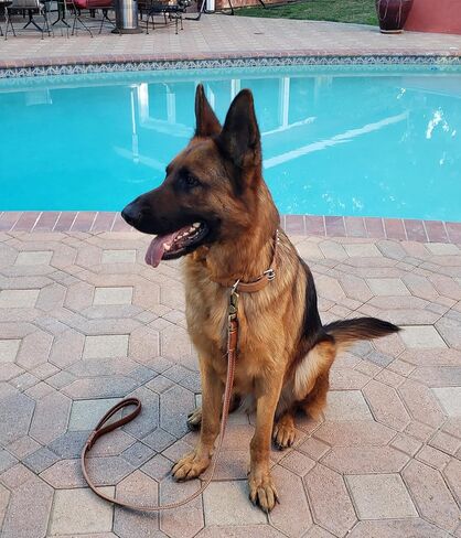 High Grade Leather Dog Short Leash with Pull Shock Absorber Dark - Brown (K910005BR) in Kuwait