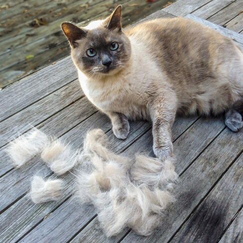 فرشاة القطط سليكر من بارك اوتفيترز، مشط تمشيط سريع ذاتي الجودة للقطط in Kuwait