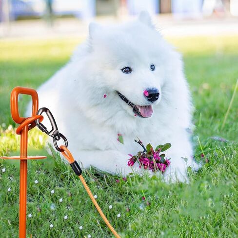 Rainbowhorse Dog tie Out Stake, 15inRust Resistant Stake and 32ft Heavy Duty Cable with Dog Anchor Drill Adapter Dog Stake for Beach, Dog Stake and Cable for 125 Lbs Small Large Dogs Heavy Duty in Kuwait