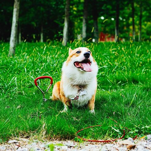 كابل ربط للكلاب وحصة بطول 32/16/10 قدم في الهواء الطلق، وساحة وتخييم، للكلاب المتوسطة والكبيرة التي يصل وزنها إلى 125 رطلاً، وحصة 16 بوصة، ومشغل كبل بطول 32/16/10 قدم مع زنبرك متين وخطاطيف معدنية للأماكن الخارجية (10 أقدام) ،أحمر) in Kuwait