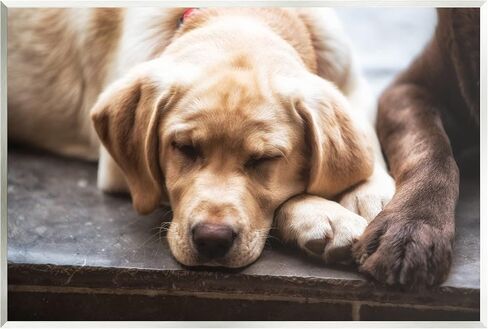 Stupell Industries Sweet Sleeping Dogs Resting Paws Animal Photography Wood Wall Art, Design By James Dobson in Saudi Arabia