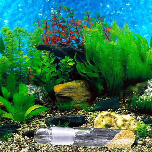 2 Pack Clear Glass Planaria Trap Catch Trap Aquarium Cleaning Supply for Dwarf Shrimp Crystal red Shrimp Cherry Shrimp (2 Holes) in Saudi Arabia
