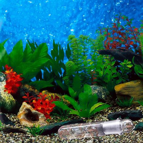 2 Pack Clear Glass Planaria Trap Catch Trap Aquarium Cleaning Supply for Dwarf Shrimp Crystal red Shrimp Cherry Shrimp (2 Holes) in Saudi Arabia