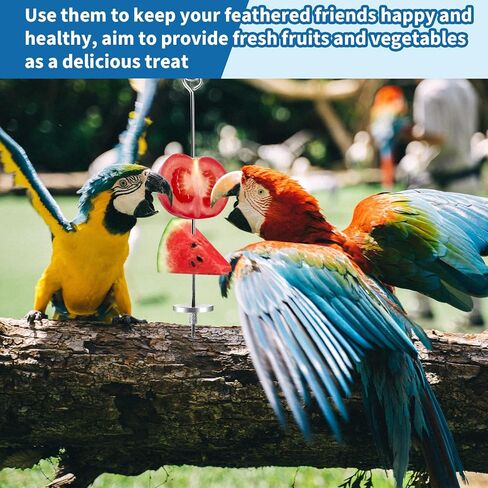 فانسونتا 3 قطع من حامل طعام قفص الطيور من الستانلس ستيل، سيخ علف الطيور والببغاء المعلق، ملحقات قفص الطيور للببغاوات والببغاء الصغيرة والكونيور والبادجي والعصافير in Kuwait